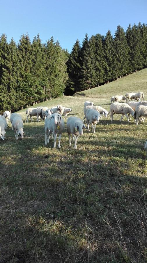 Ferienwohnung Lucy Am Lonitzberg Steinakirchen Am Forst Dış mekan fotoğraf